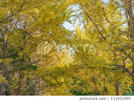 Ginkgo aki Ginkgo aki 111052995