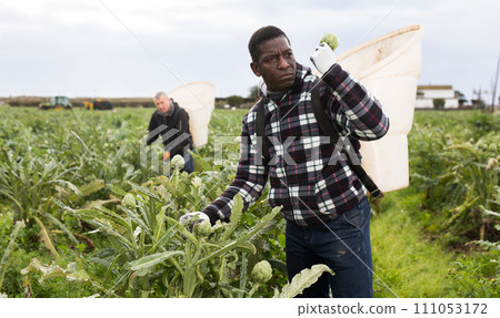 African american man horticulturist picking harvest of artichokes African american man horticulturist picking harvest of artichokes 111053172