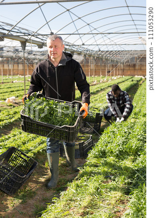 Farmer stacking boxes with arugula Farmer stacking boxes with arugula 111053290