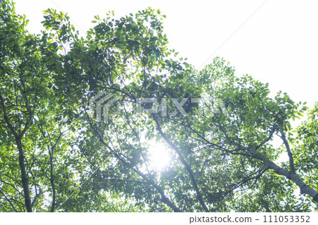 I look up to the fresh green I look up to the fresh green 111053352