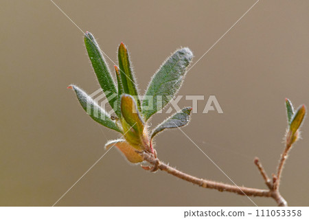 New leaves of the deciduous shrub Mochitsutsuji of the Ericaceae family 111053358