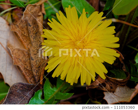 菊科蒲公英花 111053360
