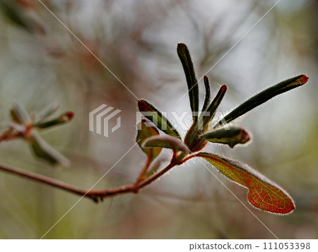 New leaves of the deciduous shrub Mochitsutsuji of the Ericaceae family 111053398