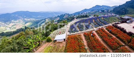 Ying Yong flower garden in Mae Rim, Chiang Mai 111053455