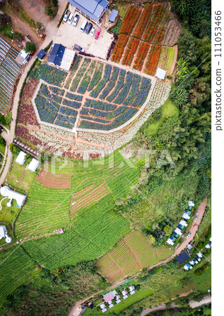 Ying Yong flower garden in Mae Rim, Chiang Mai 111053466
