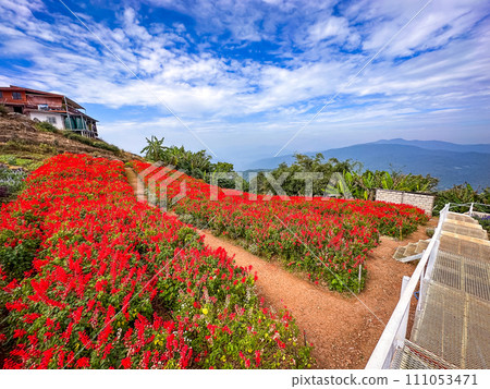 Ying Yong flower garden in Mae Rim, Chiang Mai 111053471