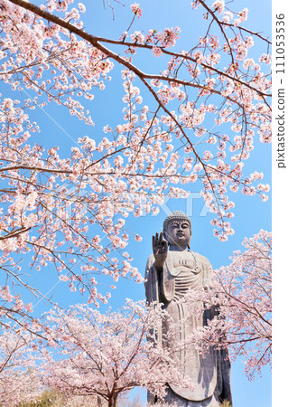 Ibaraki Prefecture Spring cherry blossoms and Ushiku Daibutsu 111053536