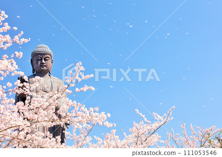 茨城縣春天的櫻花風雪與牛久大佛 茨城縣春天的櫻花風雪與牛久大佛 111053546