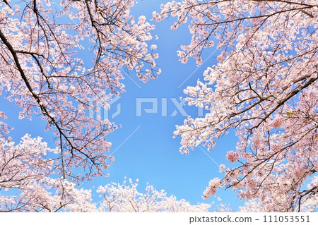 Spring beautiful cherry blossoms 111053551