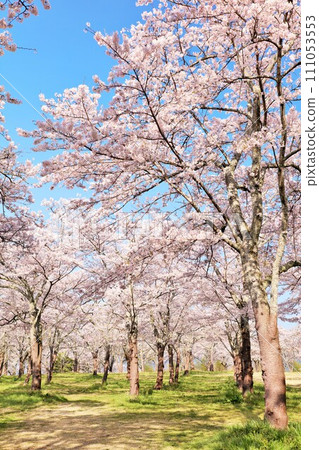 Spring beautiful cherry blossoms 111053553