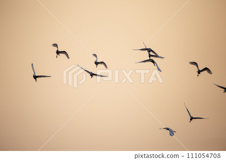 Flock of Birds silhouette in the sky at sunset Flock of Birds silhouette in the sky at sunset 111054708