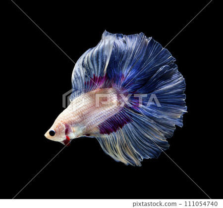 Betta fish, siamese fighting fish, betta splendens isolated on black background Betta fish, siamese fighting fish, betta splendens isolated on black background 111054740