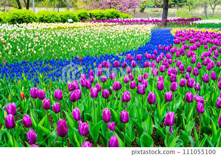 Tulips in Nagano National Alps Azumino Park Tulips in Nagano National Alps Azumino Park 111055100
