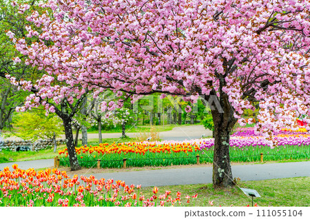 長野國立阿爾卑斯安曇野公園的鬱金香與櫻花 長野國立阿爾卑斯安曇野公園的鬱金香與櫻花 111055104