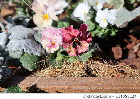 Antique-colored frilled pansies grown from seeds 111055124