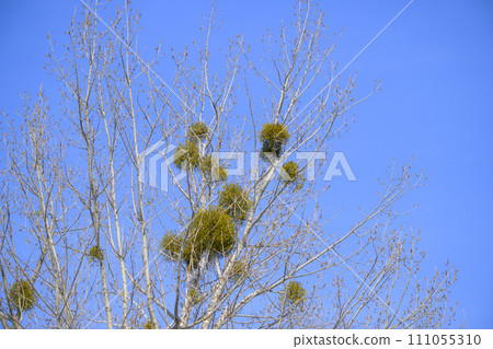 Mistletoe 111055310