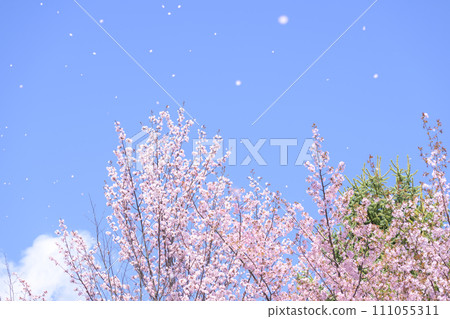 藍天和櫻花（視頻同步拍攝） 111055311