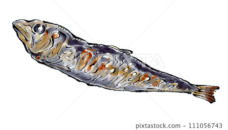 烤沙丁魚手繪插畫 111056743