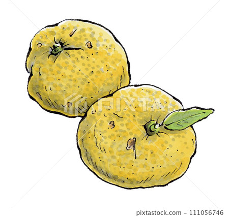 柚子手繪插畫 111056746