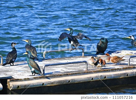 A flock of great cormorants and ducks on the pier 111057216