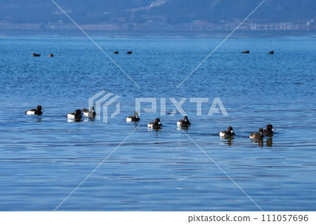 冬季琵琶湖的毛絨鴨 111057696