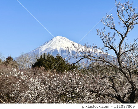 梅花和富士山 梅花和富士山 111057809