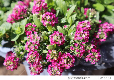 可愛的小粉紅香薰花 111058484