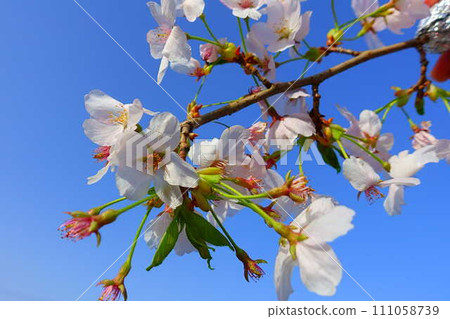 Cherry blossoms in full bloom, cherry blossoms, cherry blossoms, cherry blossoms, Somei Yoshino 111058739