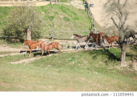 Group of young western horses moving 111059443