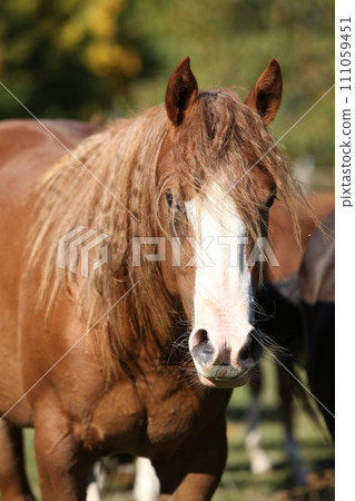 Amazing western horse on the pasturage 111059451