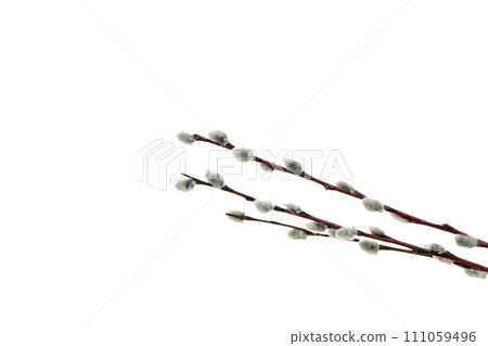 PNG, Concept of Easter with willow, isolated on white background 111059496