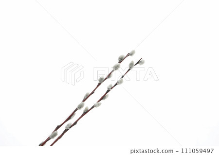 PNG, Concept of Easter with willow, isolated on white background 111059497