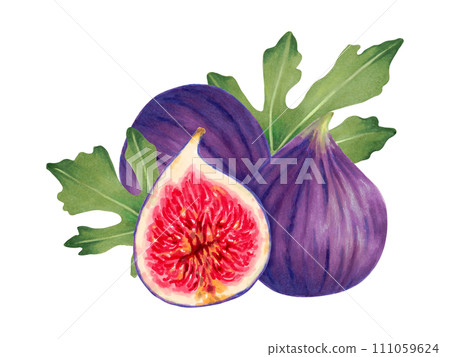Fruit composition of figs with leaves.Botanical illustration with watercolor and marker.Hand drawn isolated clipart.Vegetable picture for food packaging, juice, menu. Sketch of tropical berries. 111059624