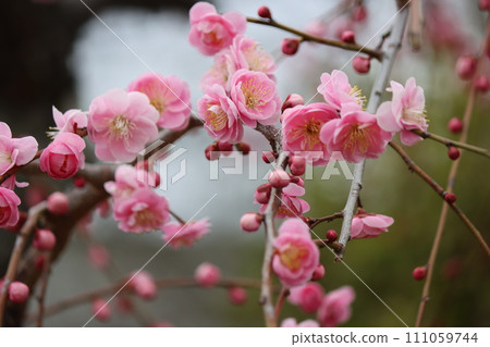 微笑的花瓣傳播春天的香氣 微笑的花瓣傳播春天的香氣 111059744
