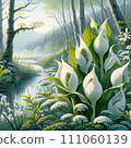 The skunk cabbage that blooms on the water's edge 111060139