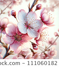 Authentic illustration of cherry blossoms 111060182