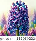 Authentic illustration of purple hyacinth 111060222