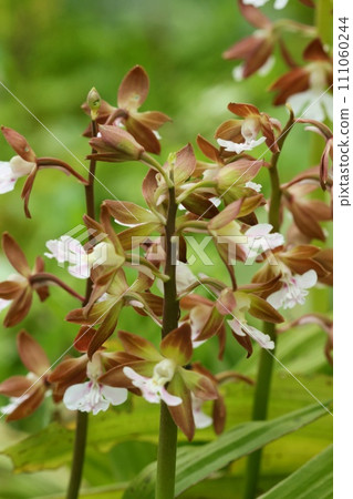 Ebine, Ebine orchid, wildflower, brown plain flower, outdoor Ebine, Ebine orchid, wildflower, brown plain flower, outdoor 111060244