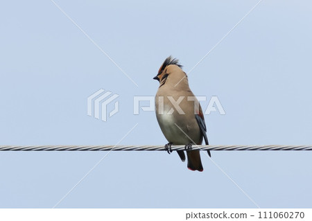 太平鳥在遷徙過程中出現在居民區 111060270