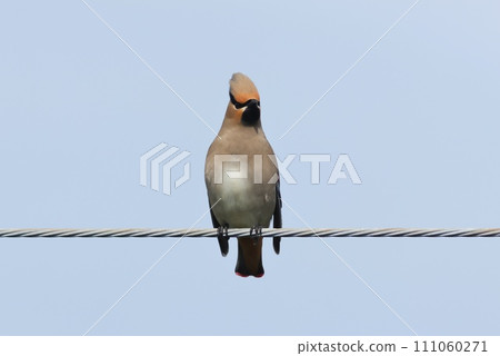 太平鳥在遷徙過程中出現在居民區 太平鳥在遷徙過程中出現在居民區 111060271