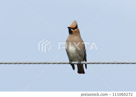 太平鳥在遷徙過程中出現在居民區 111060272