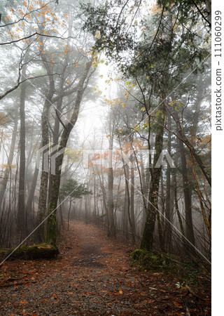 霧與深秋的森林 111060299