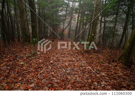 霧與深秋的森林 111060300