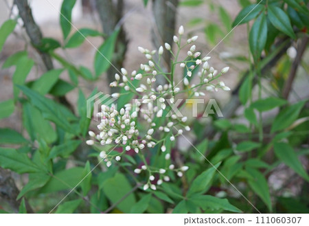 Southern sky flower 20220601 Southern sky flower 20220601 111060307
