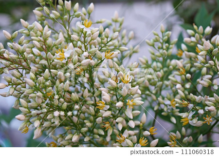 Southern sky flower 20220607 Southern sky flower 20220607 111060318
