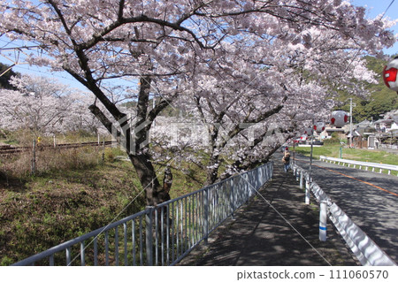 Cherry blossom scenery near Yamanakakei Station, Hannan City, Osaka Prefecture 111060570