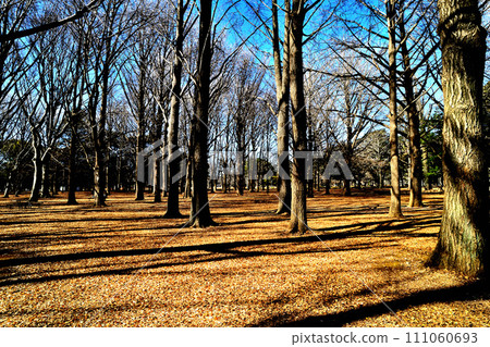 冬天的代代木公園，落葉喬木，長陰影景觀 111060693