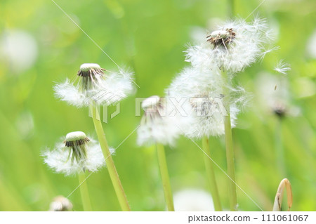 Dandelion fluff Dandelion fluff 111061067
