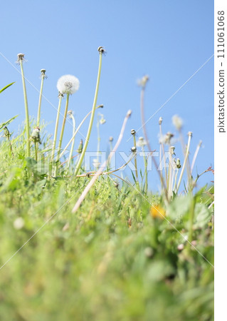 Dandelion fluff Dandelion fluff 111061068