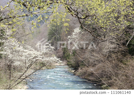 Landscape with mountain clear stream and cherry tree Landscape with mountain clear stream and cherry tree 111061140